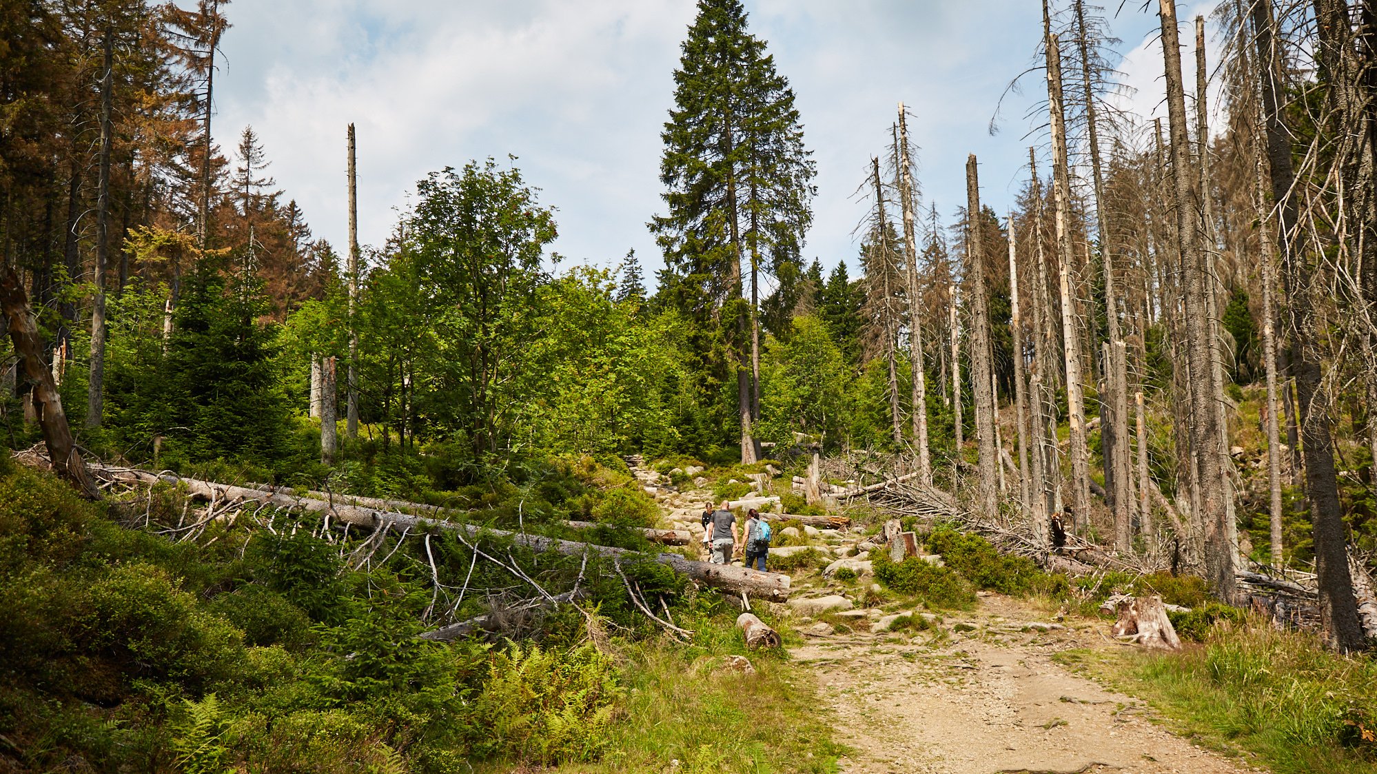 Nationalpark Harz