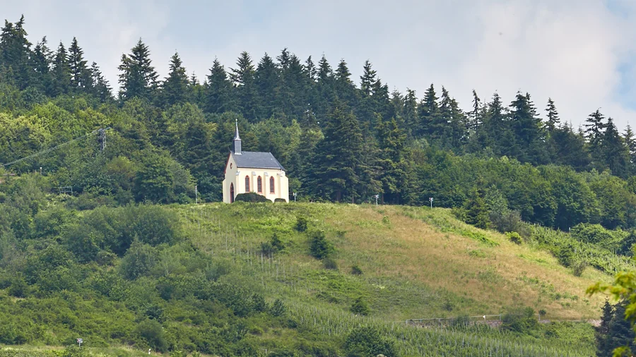 Die Weinberge bei Kröv