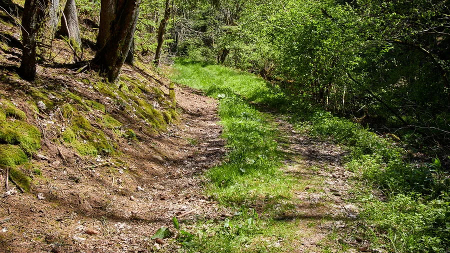 EifelSchleife Udenbrether Höckerlinie