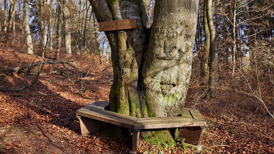 EifelSchleife Küchenschellen