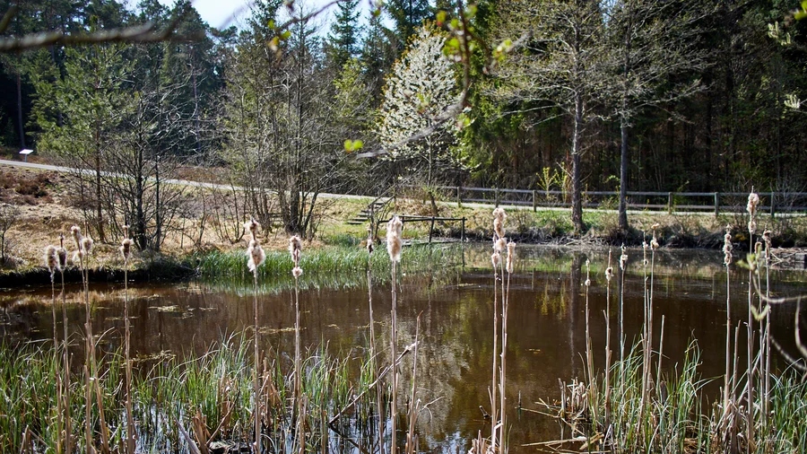 EifelSchleife Naturwanderpfad
