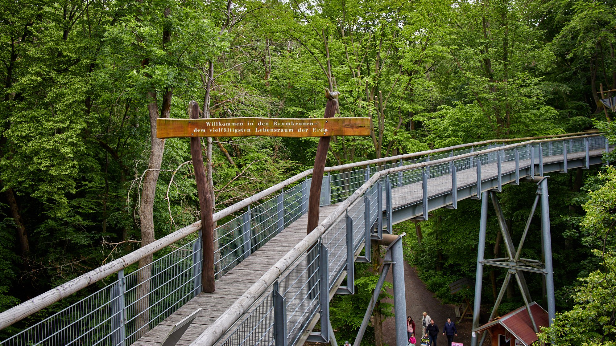 Baumkronenweg Hainich