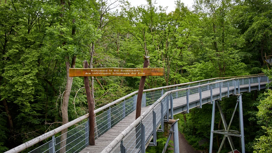 Baumkronenpfad NP Hainich