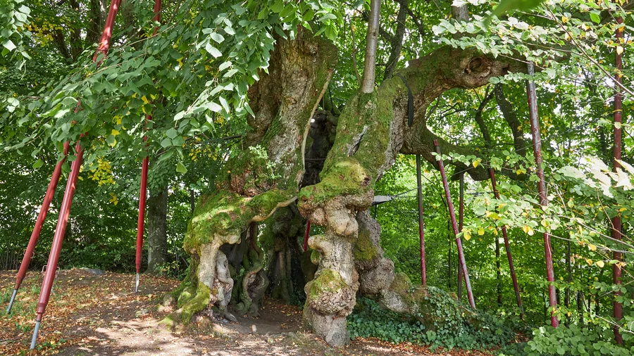 Wolframlinde bei Bad Kötzing
