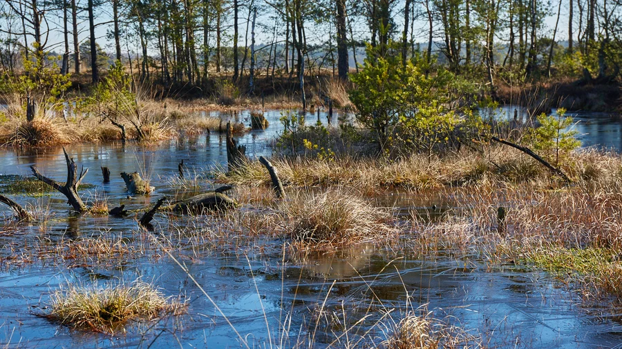 Pietzmoor