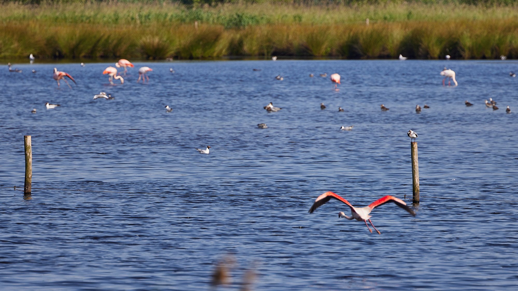 Flamingos im Zwillbrocker Venn