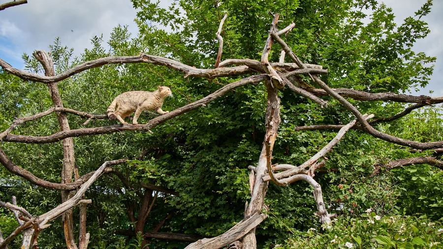 Wildkatzenpfad Hütscheroda