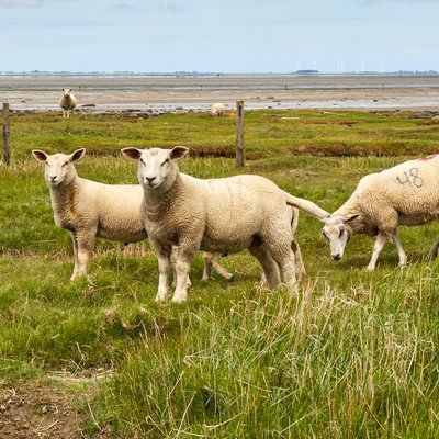 Nordstrand