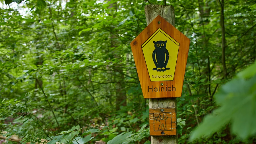 Hainich Betteleichenweg
