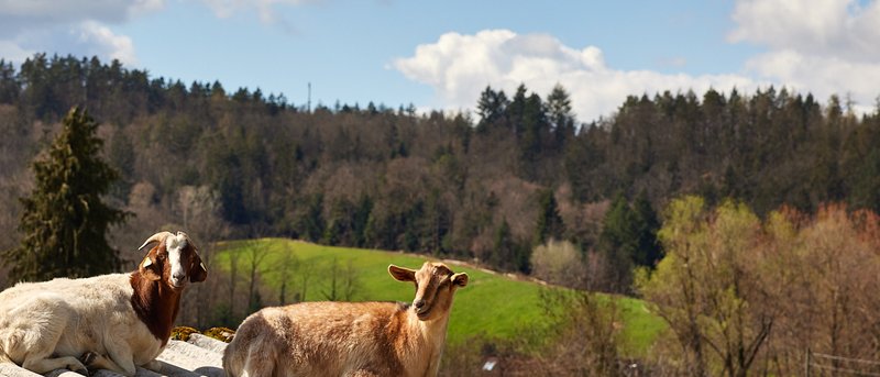 Sasbachwalden Alde Gott Panoramaweg