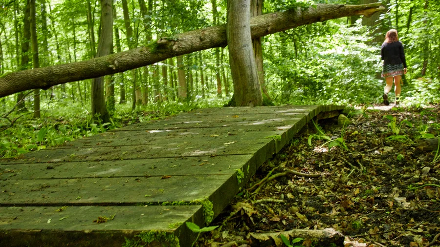 Hainich Betteleichenweg