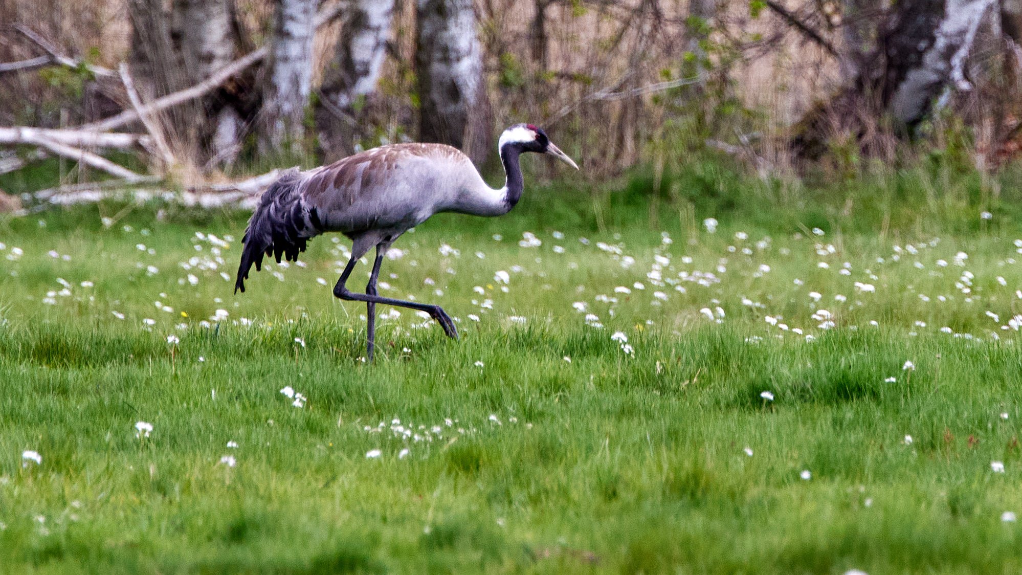 Kraniche im Nationalpark Müritz