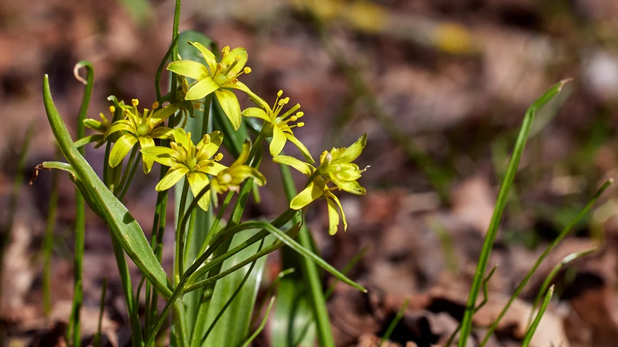 EifelSchleife Durchs Auelbachtal