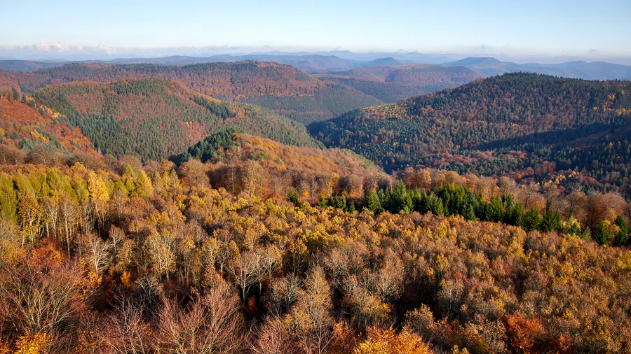 Der Pfälzer Wald