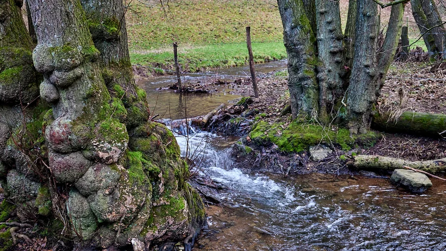 EifelSchleife Küchenschellen