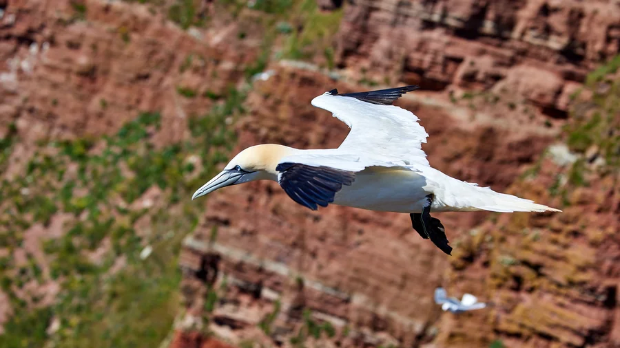 Basstölpel Helgoland