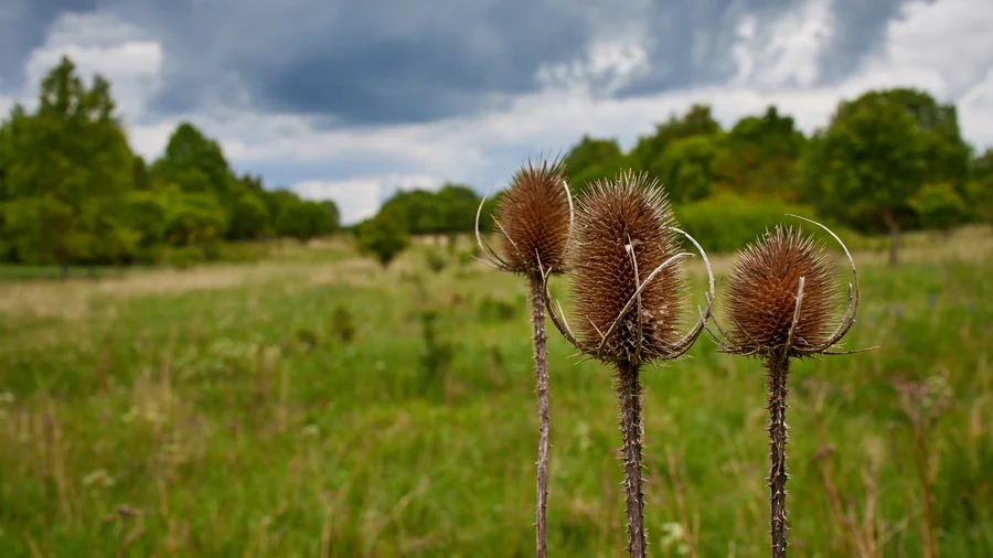 Wildkatzenpfad Hütscheroda
