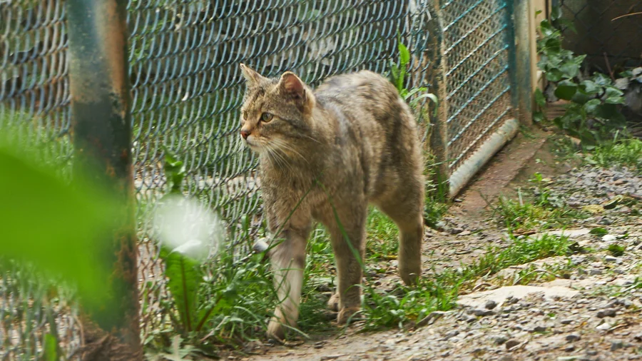 Wildkatzendorf Hütscheroda