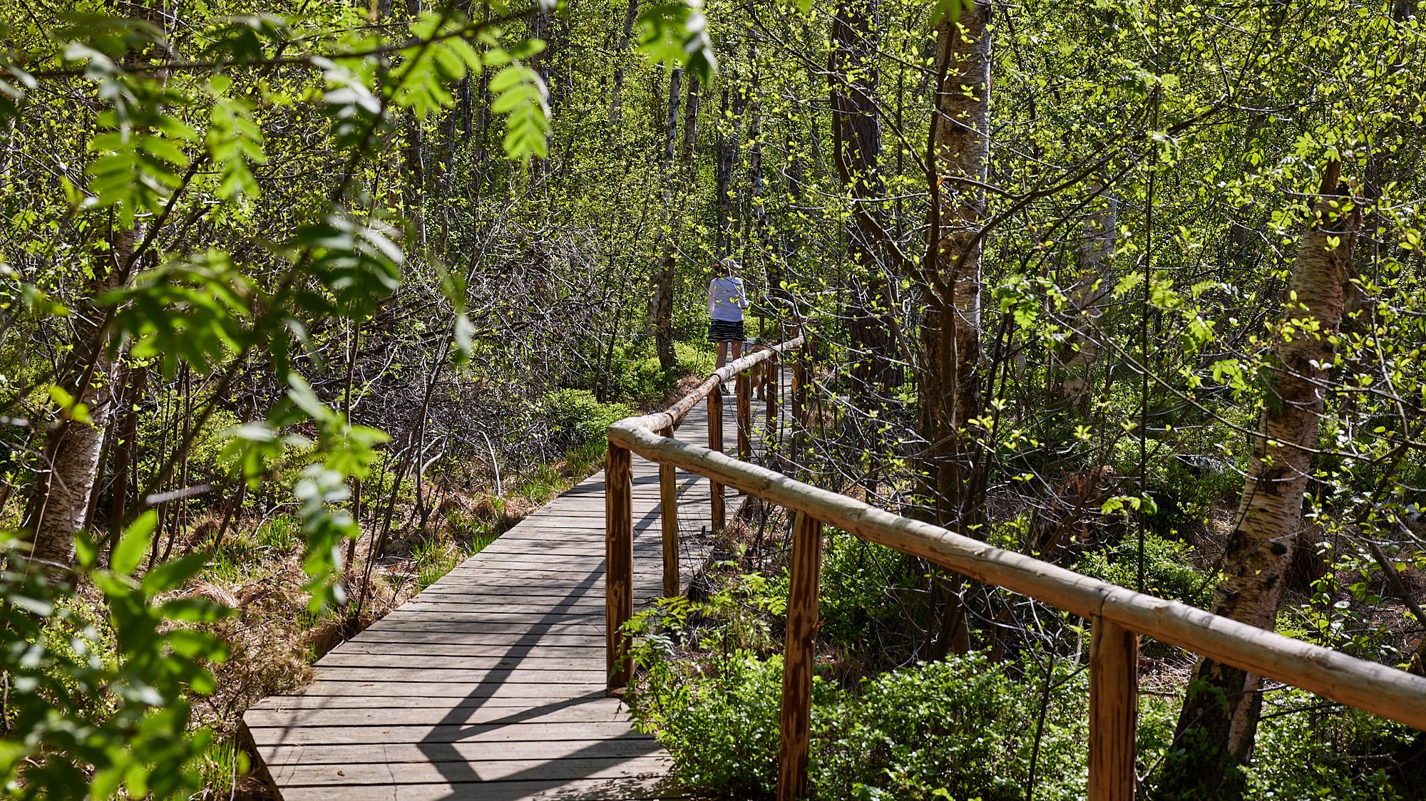 Moorpfad - Nationalpark Müritz