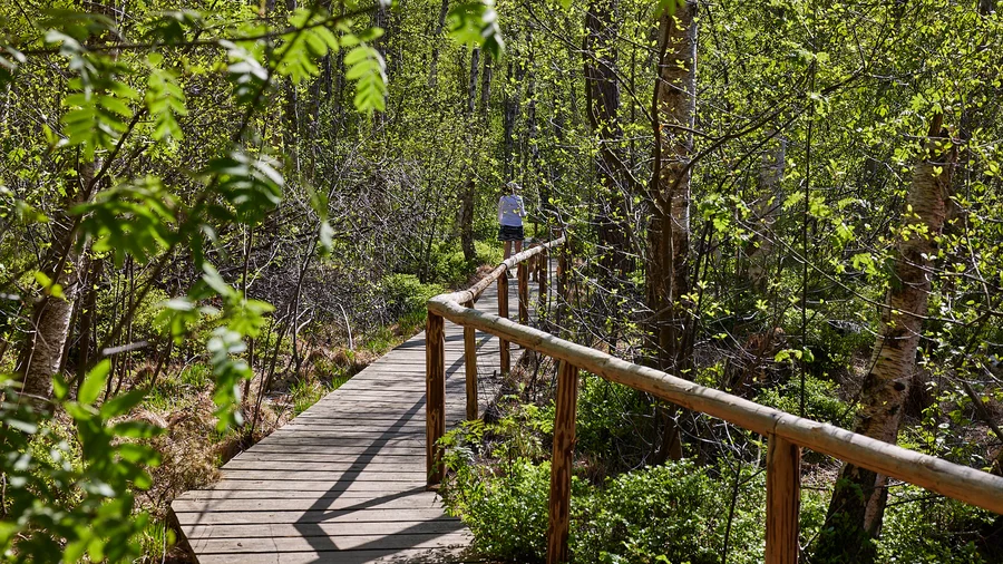 Moorpfad - Nationalpark Müritz