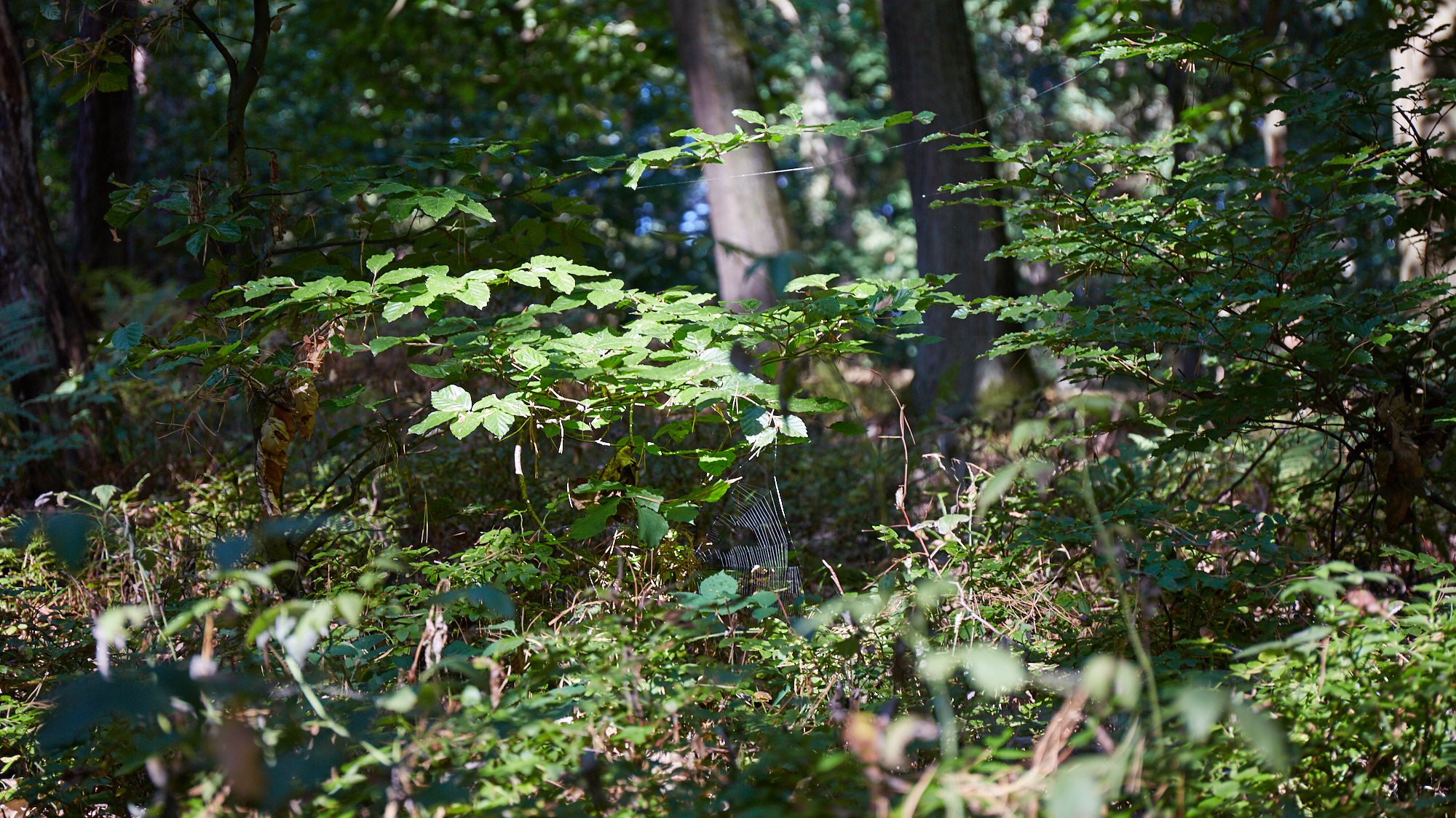 Nationalpark Serrahn