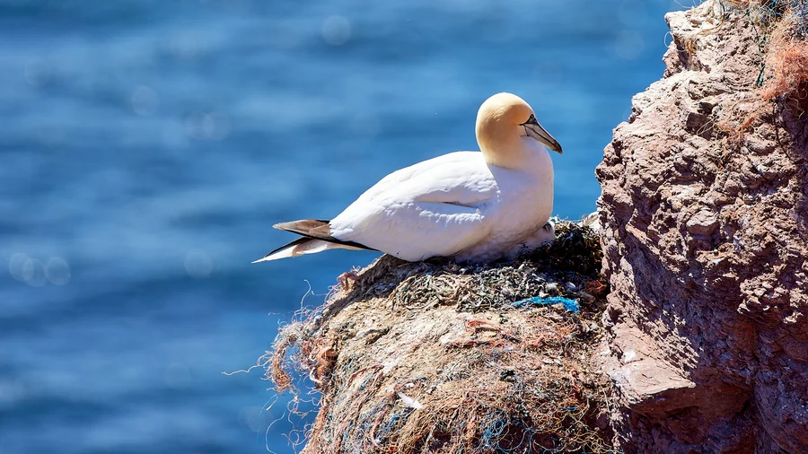 Basstölpel Helgoland