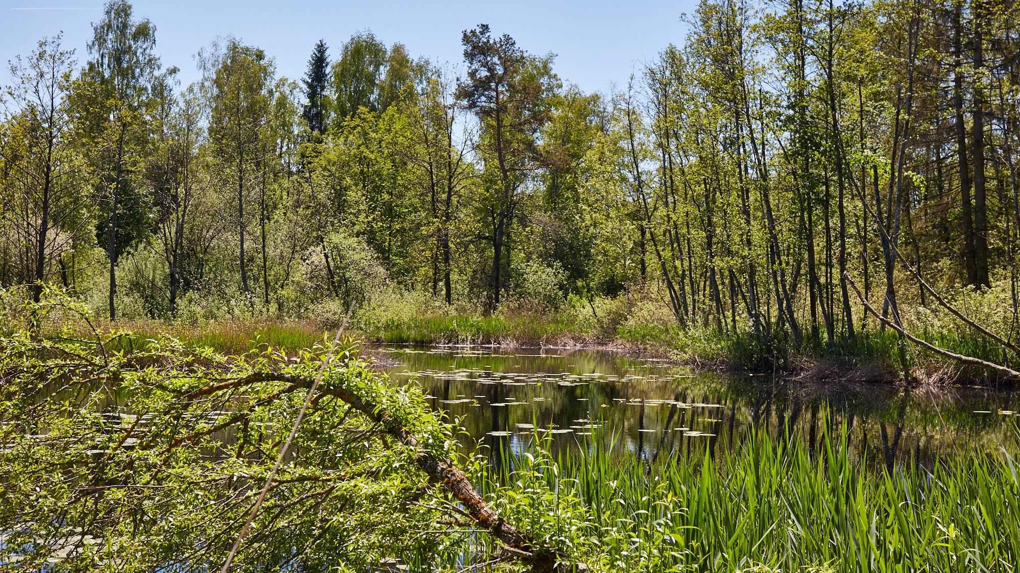 Wurzacher Ried