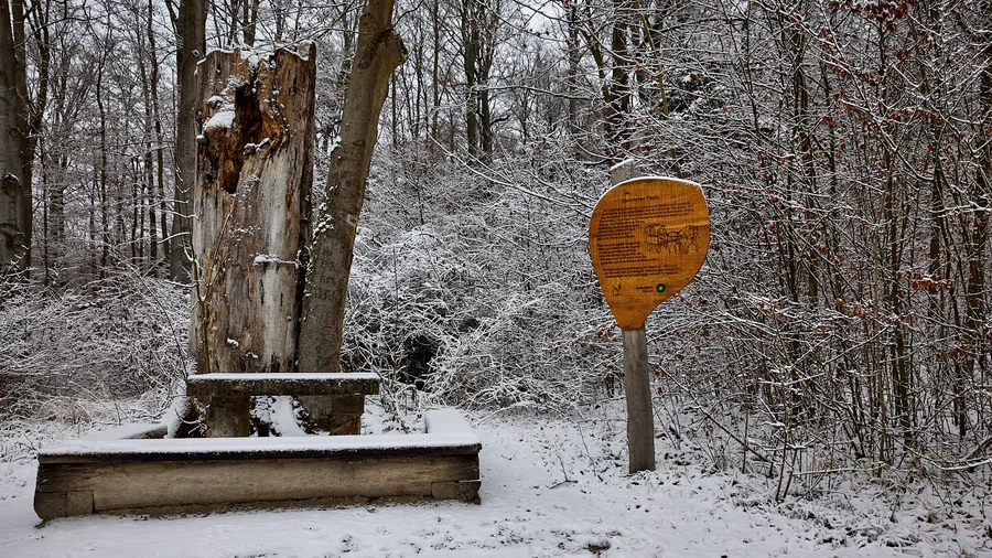Bummelkuppenweg - Nationalpark Hainich