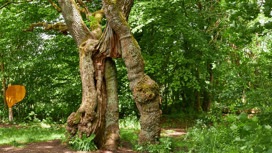 Nationalpark Hainich