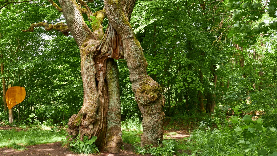 Hainich - Die Betteleiche