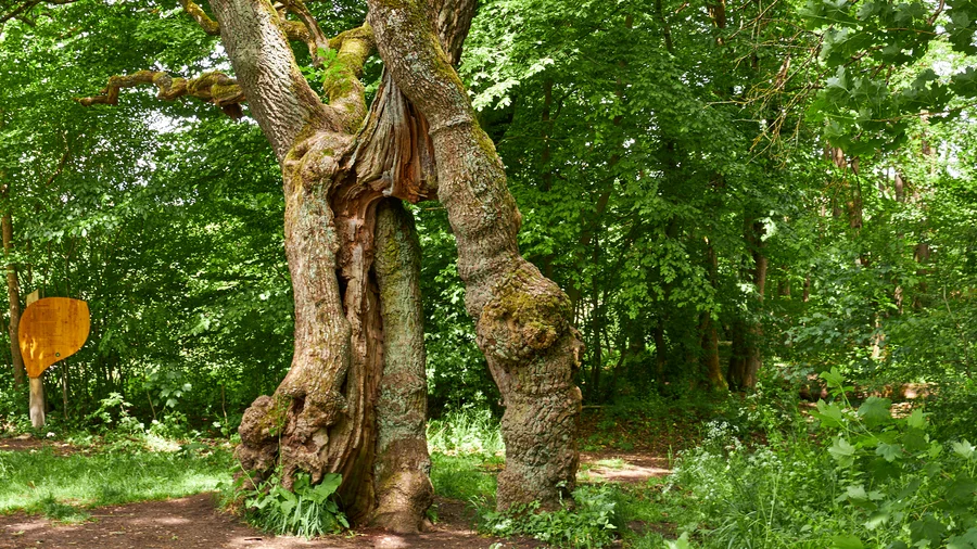 Hainich Betteleichenweg