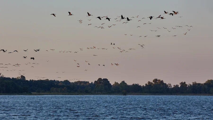 Müritz