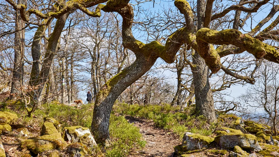 NP Hunsrück - Kirschweiler Festung