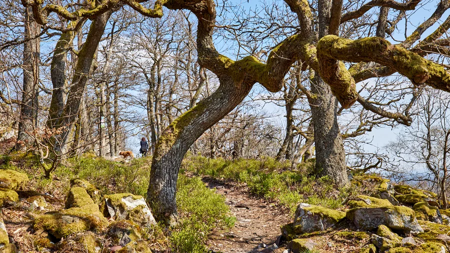 Kirschweiler Festung