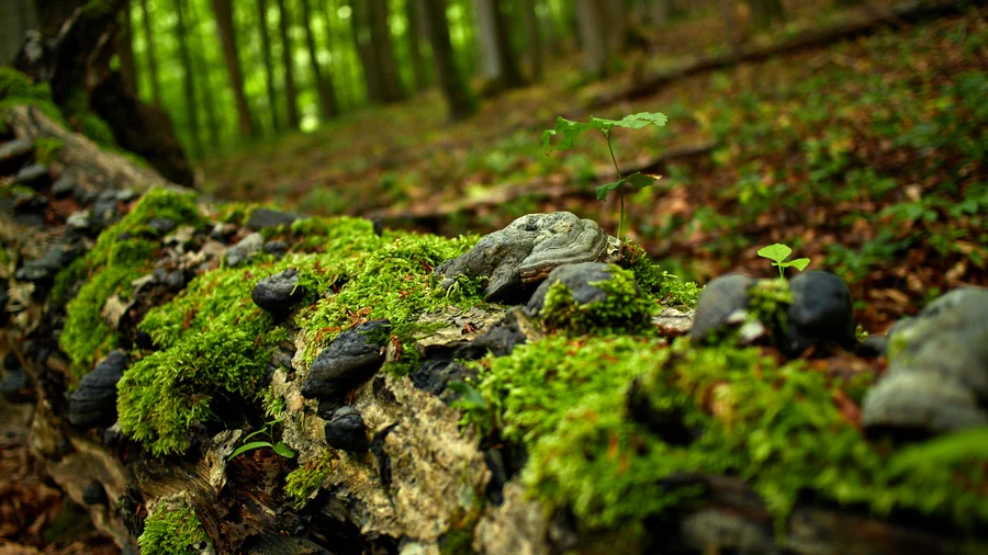 Nationalparks in Deutschland