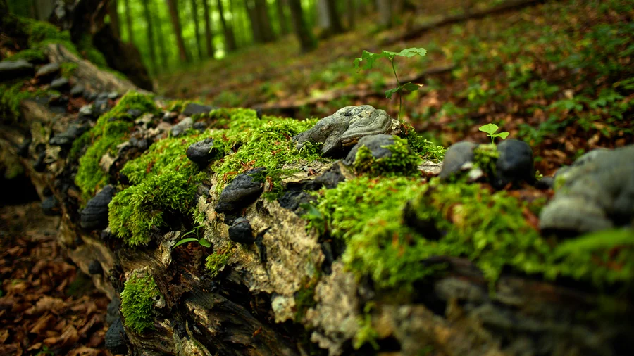 Nationalpark Hainich
