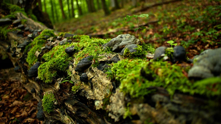 Hainich Betteleichenweg