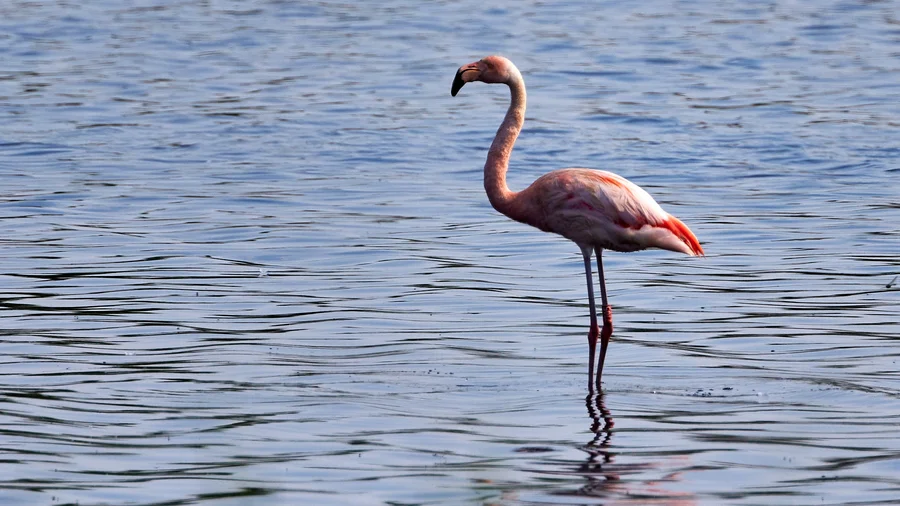 Flamingos im Zwillbrocker Venn