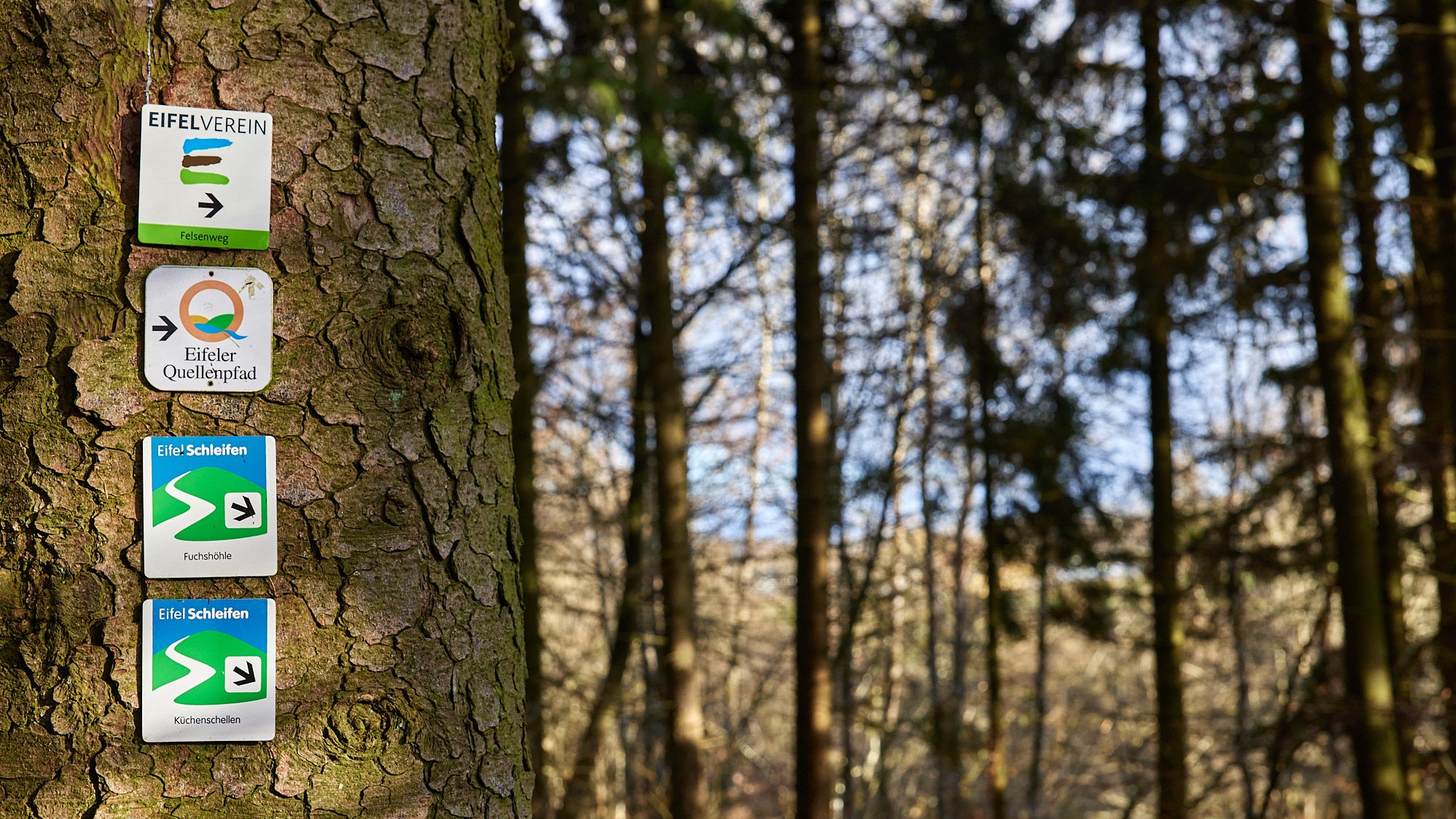 EifelSchleife Küchenschellen