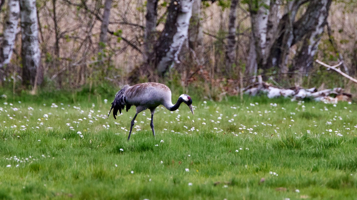 Kraniche im Nationalpark Müritz