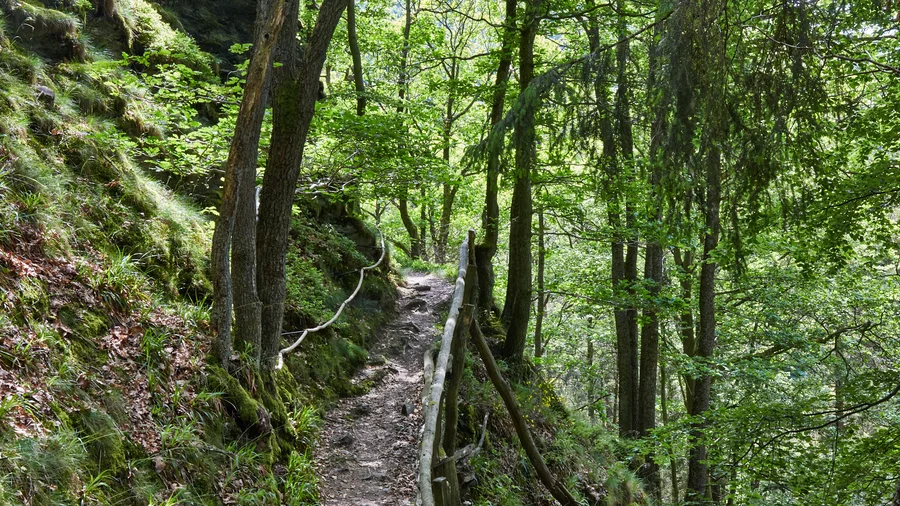 Nationalpark Eifel Schöpfungspfad