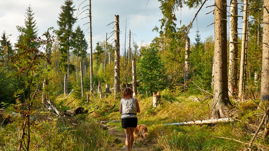 Finsterau - NP Bayerischer Wald