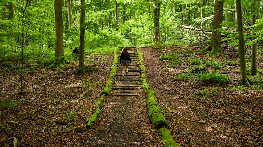 Hainich Betteleichenweg