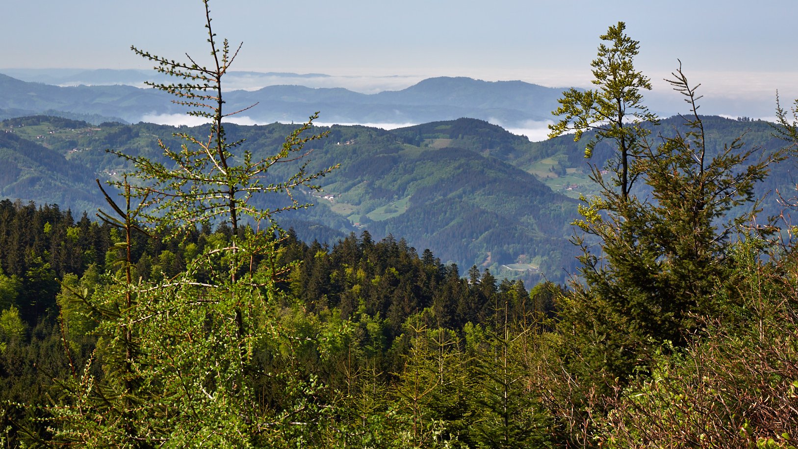 Schwarzwald