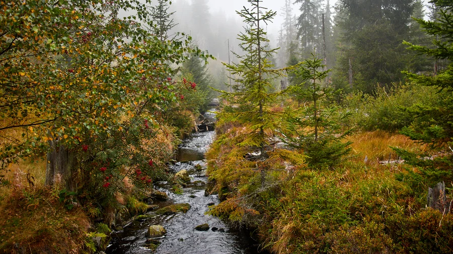 Finsterau