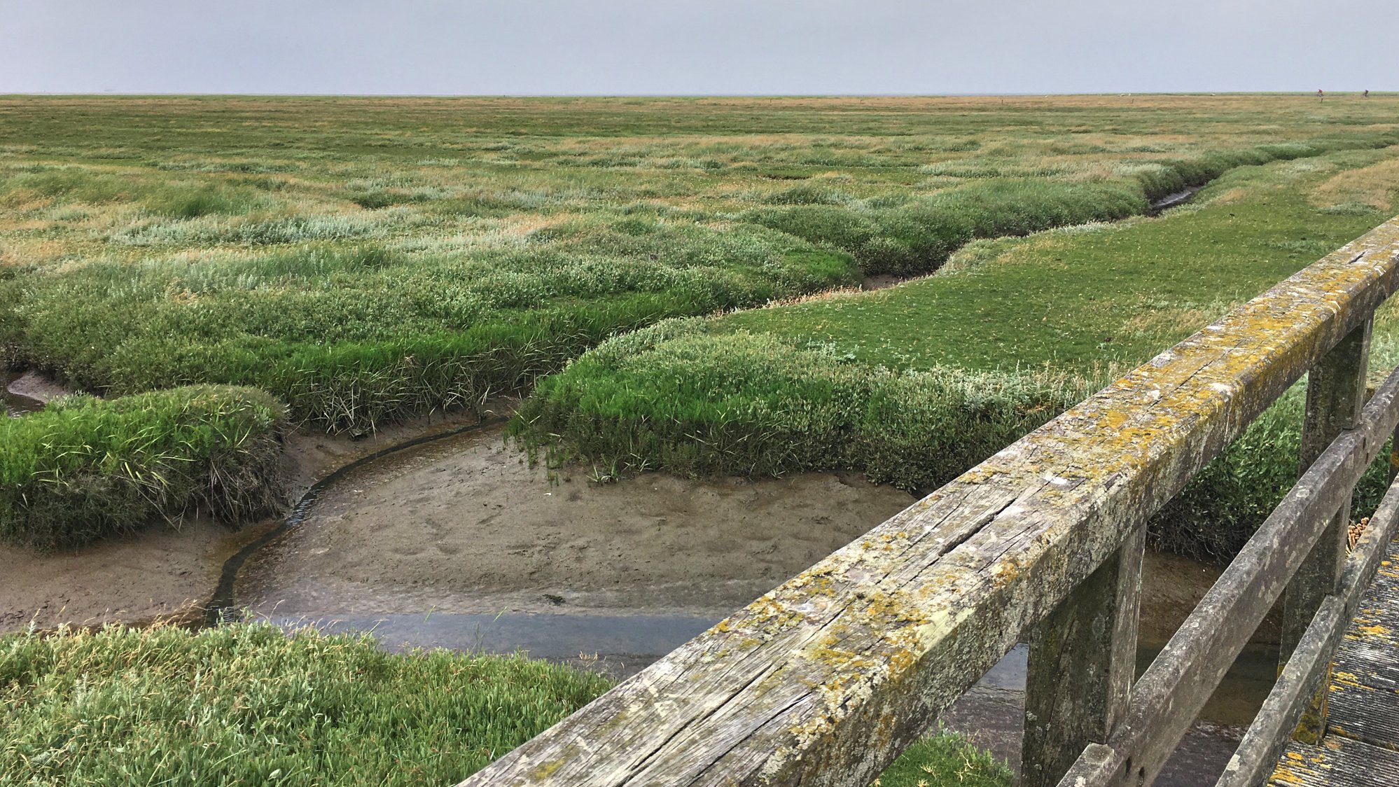 Westerhever