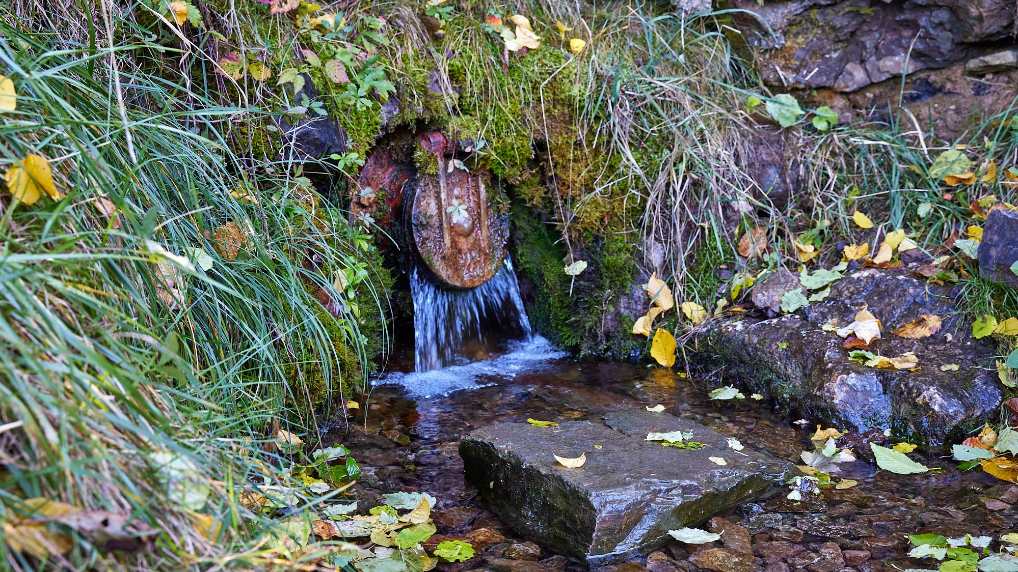 Wespelquelle