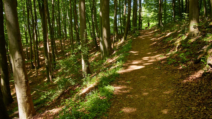 EifelSpuren Heideheimat