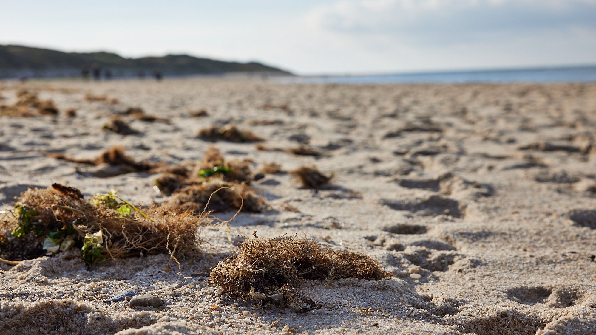 Sylt - Ellenbogen