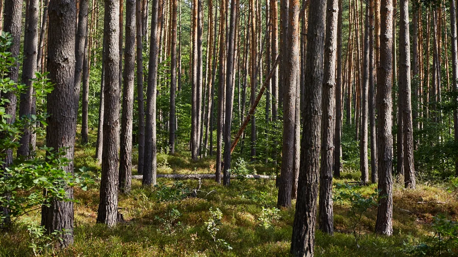 Nationalpark Serrahn